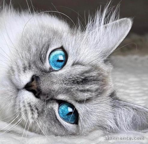 Chatons ragdoll a donner 