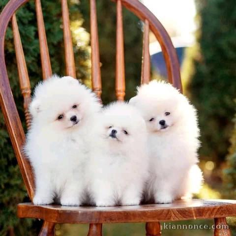 Splendide chiots spitz nain