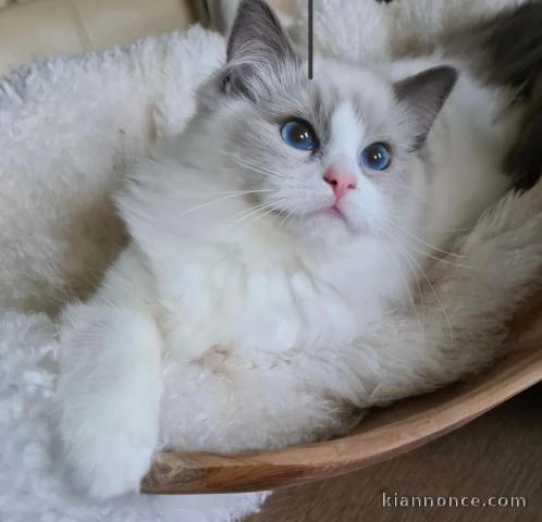 Chatons ragdoll a donner 