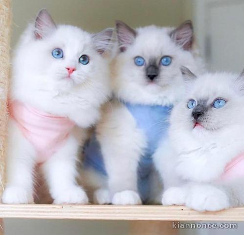 Chatons ragdoll a donner 