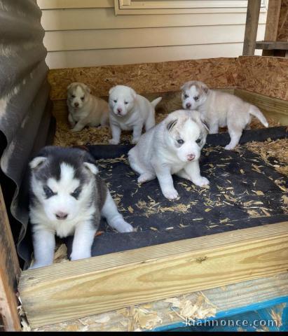 Chiens husky de siberie 