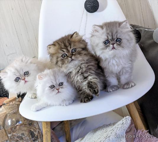 Adorables chatons persan a donner
