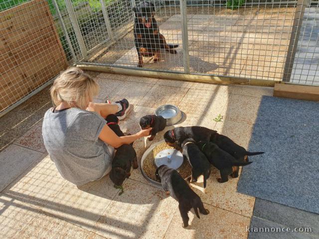 Chiots Rottweiler Pure Race