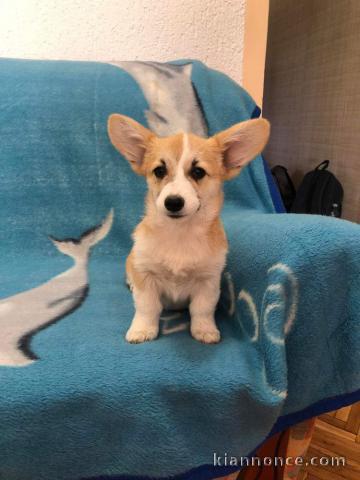 Welsh Corgi Pembroke chiots