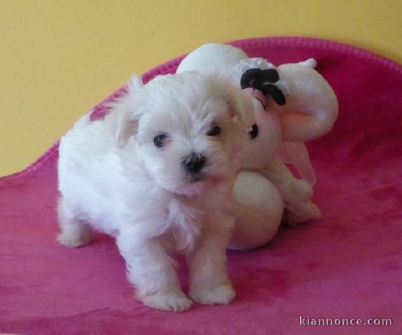 Donne chiot bichon maltais femelle