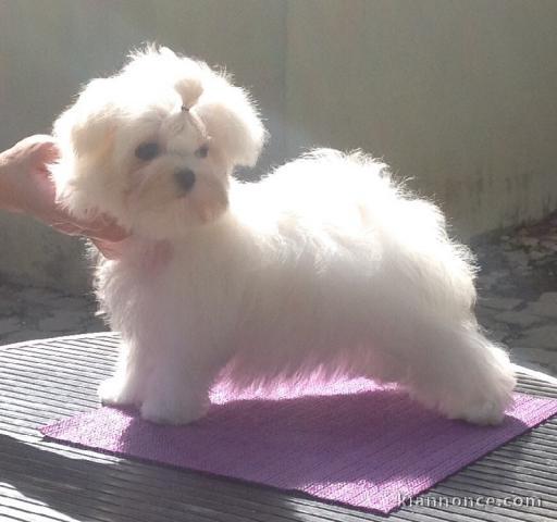 Donne chiot bichon maltais femelle