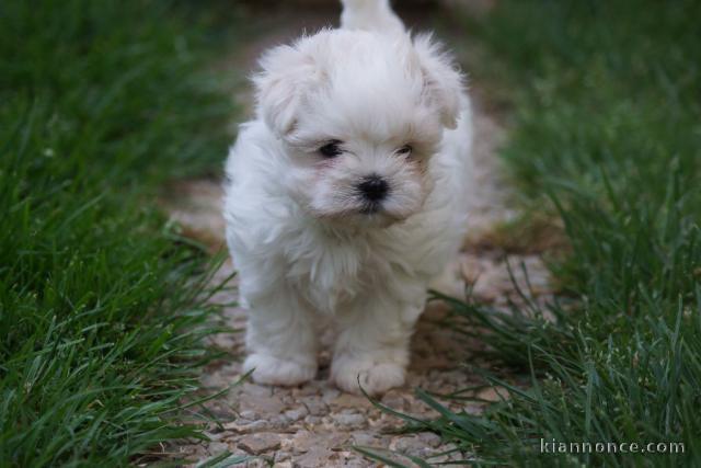 Donne chiot bichon maltais femelle