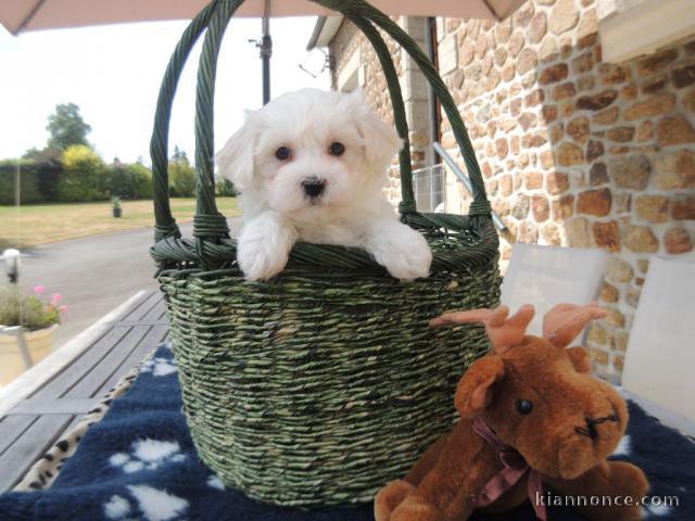 Donne chiot bichon maltais femelle