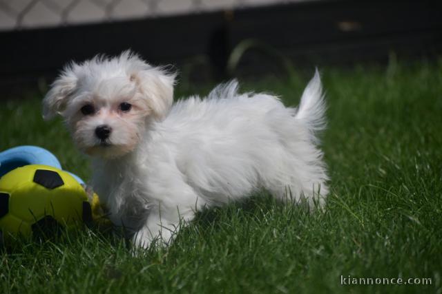 Donne chiot bichon maltais femelle