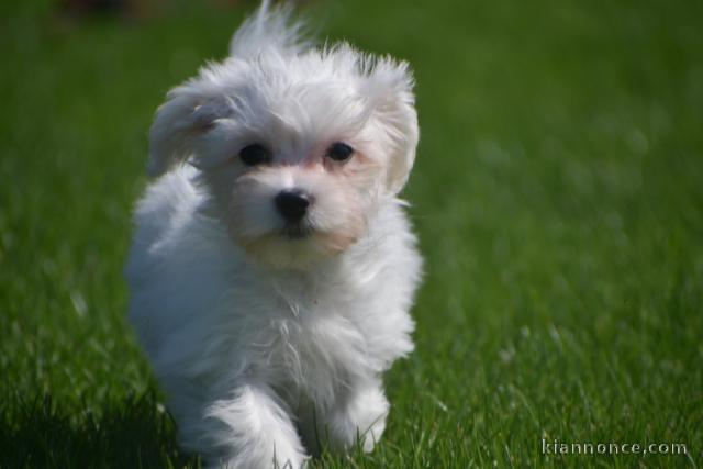 Donne chiot bichon maltais femelle