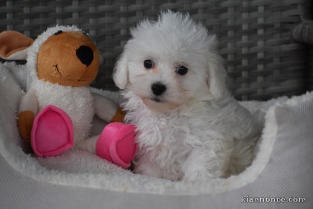 Donne chiot bichon maltais femelle