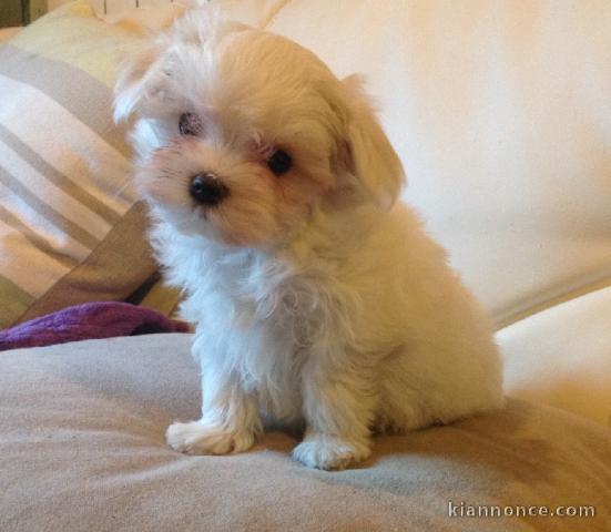 Donne chiot bichon maltais femelle