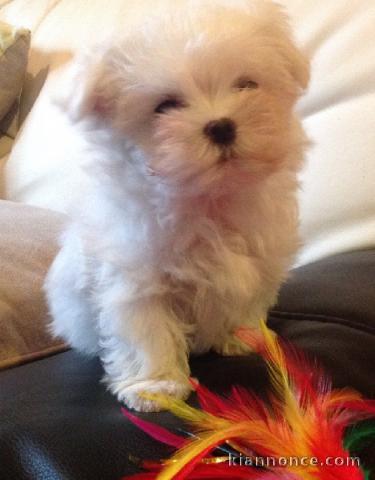 Donne chiot bichon maltais femelle