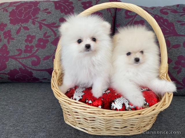 Chiots de type pomeranian non l.o.f