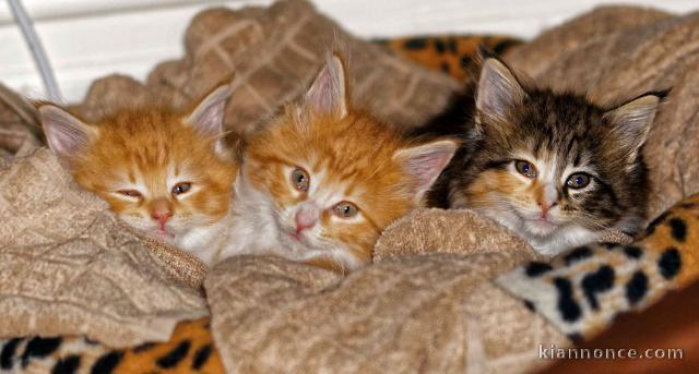 Adorable chatons maine coon