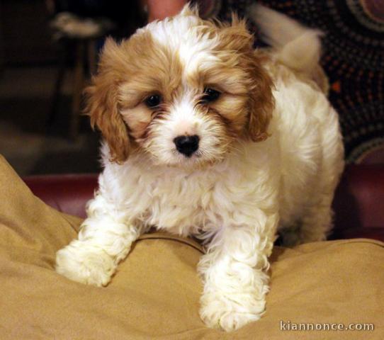 A donner Chiots bichon havanais