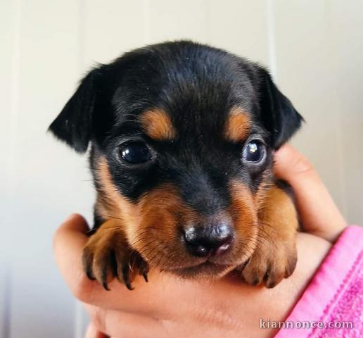 Chiots Pinscher nain Magnifique