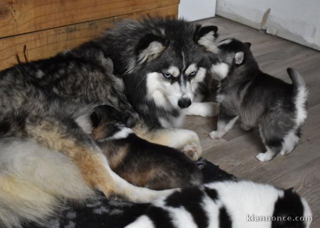 Chiots Pomsky Adoption 