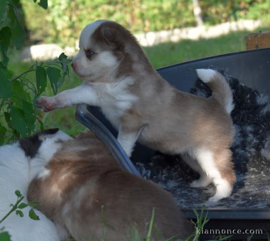 Chiots Pomsky Adoption 