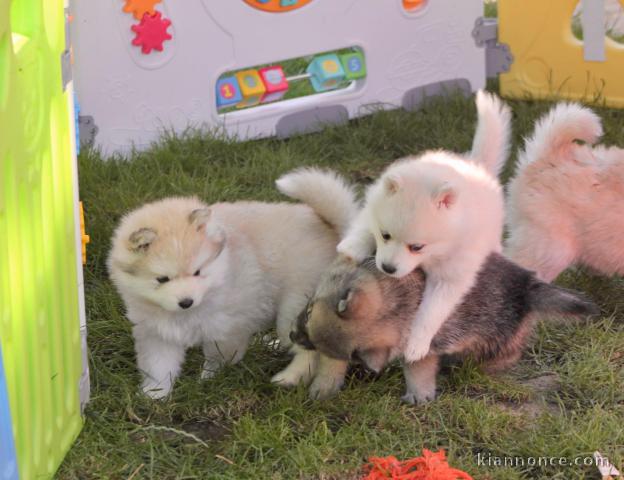 Disponible chiots spitz nain