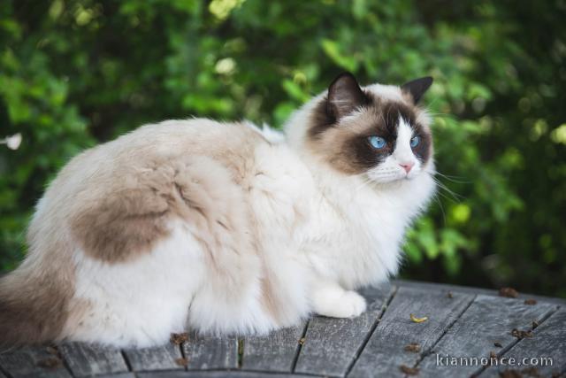 Chatons de race ragdoll a donner 