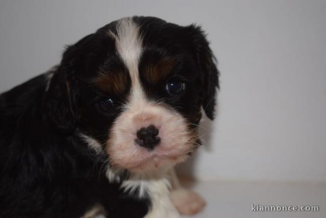 Adorables bb Cavalier King Charles