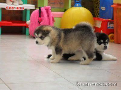 Chiots de type Husky de Sibérie