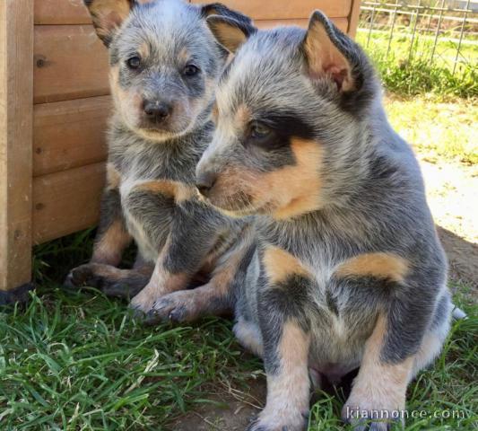 Chiots Bouvier Australiens 