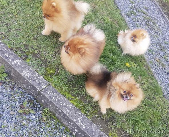 Superbes Chiots spitz Nain 