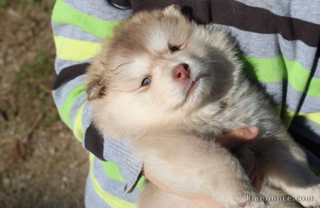 Adorables bb Chiots Chien finnois de Laponie.