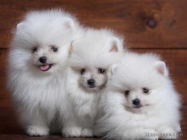 chiots spitz nain pomeranian de 3 mois