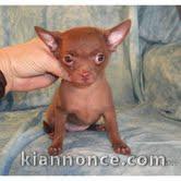 A donner  adorables chihuahua disponible de suite