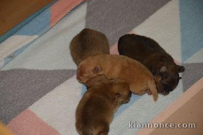 chiots spitz allamand a DONNER