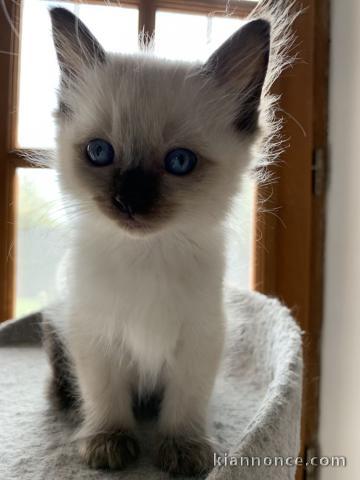 Adorable chaton Ragdoll LOOF a donner 