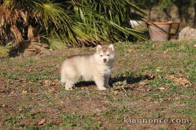 Chiots Husky Sibérien PURE RACE LOF ADOPTION