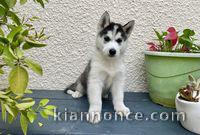 Chiots Husky Sibérien PURE RACE LOF ADOPTION