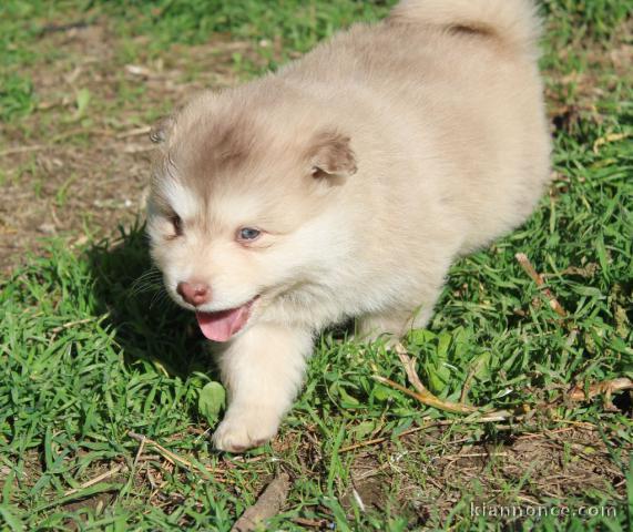 Chiots Husky Sibérien PURE RACE LOF ADOPTION