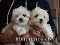 adorable bb chiot Bichon Maltais LOF adoption