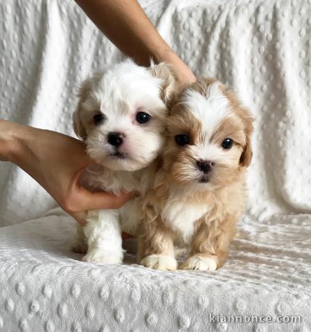 chiots MORKIE PUPPY adorable