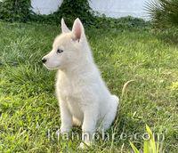 chiots siberian husky