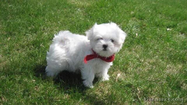 Bonjour, disponible des petits Bichon maltais a donner (1 males) 