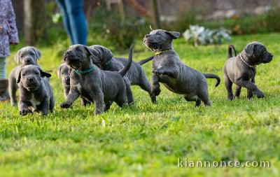 CHIOTS CANE CORSE LOF ADOPTION