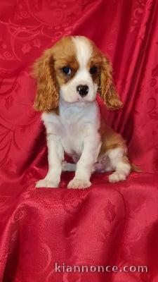Adorables bb Cavalier King Charles