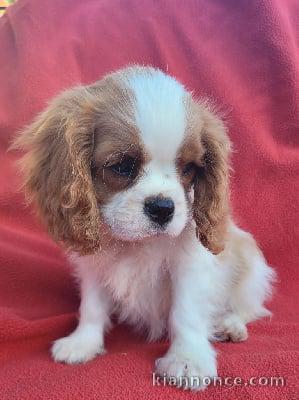 Cavalier King Charles LOF