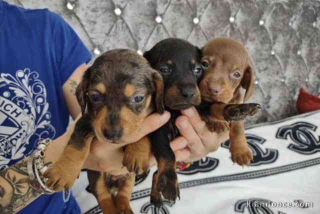 Superbes Chiots  Teckels 