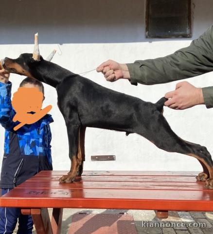 Dobermann MEILLEURS chiots