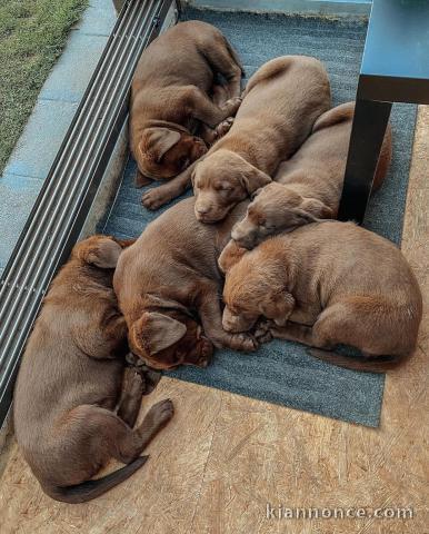 magnifiques chiots labrado a l\