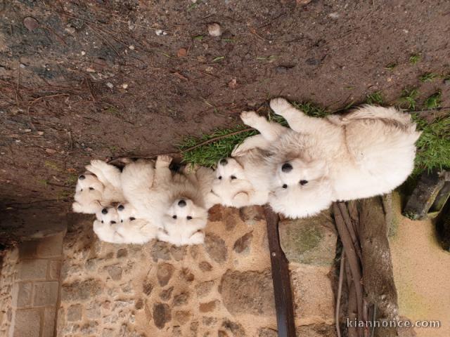 Don de chiots berger suisse blanc lof