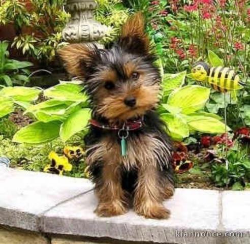 Adorables Chiots Yorkshire Terriers