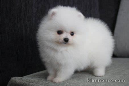 Chiots spitz nain lof disponible pour noël